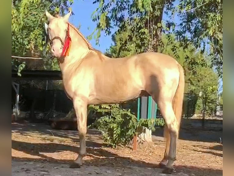 PRE Stallion 3 years Dun in Ciudad Real