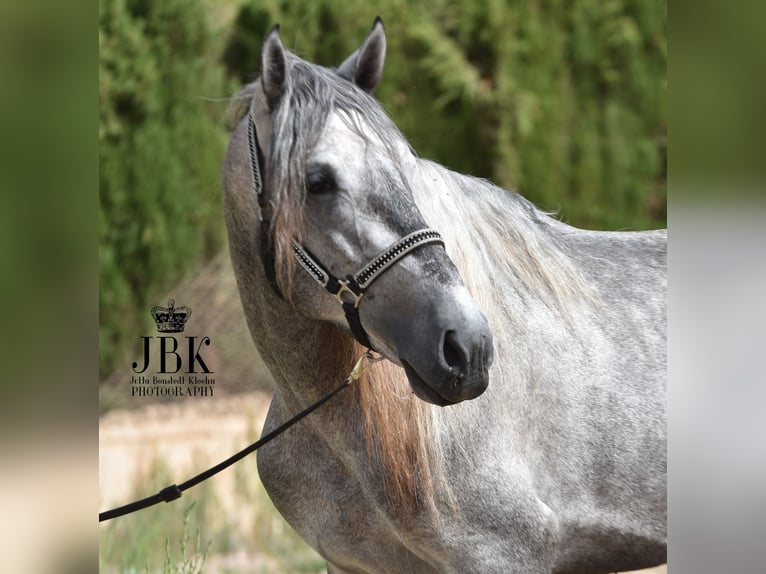 PRE Stallion 3 years Gray in Tabernas Almeria