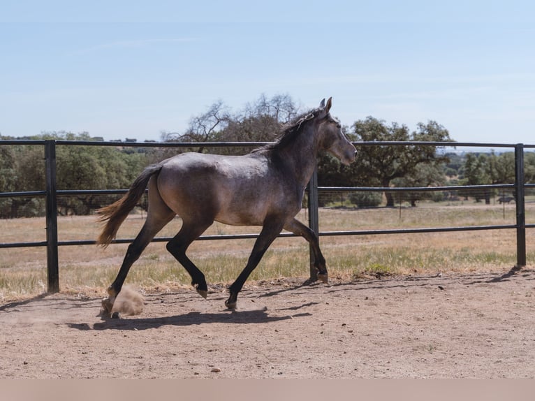 PRE Mix Stallion 3 years Gray in Don Benito