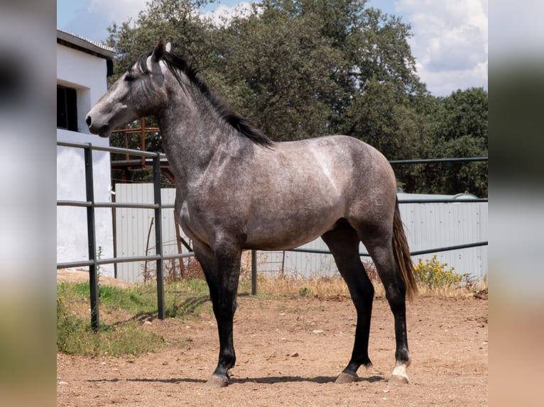 PRE Mix Stallion 3 years Gray in Don Benito