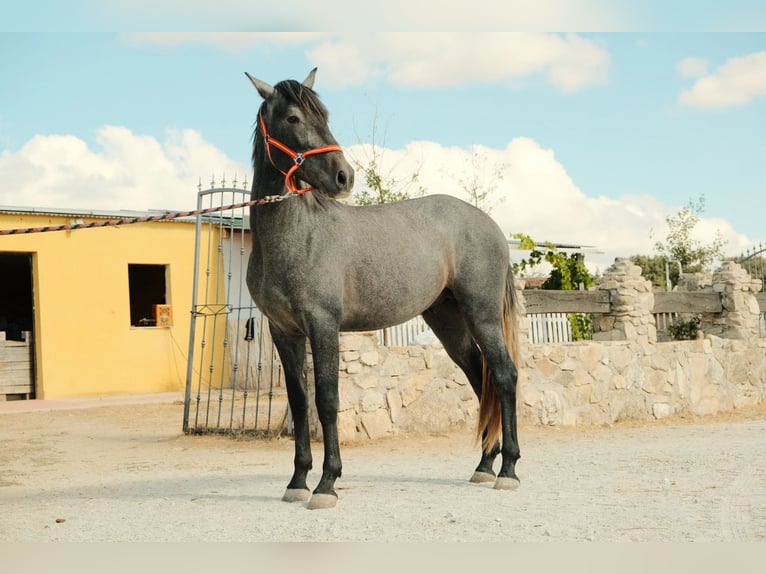 PRE Mix Stallion 3 years Grey in COLEMNAR VIEJO