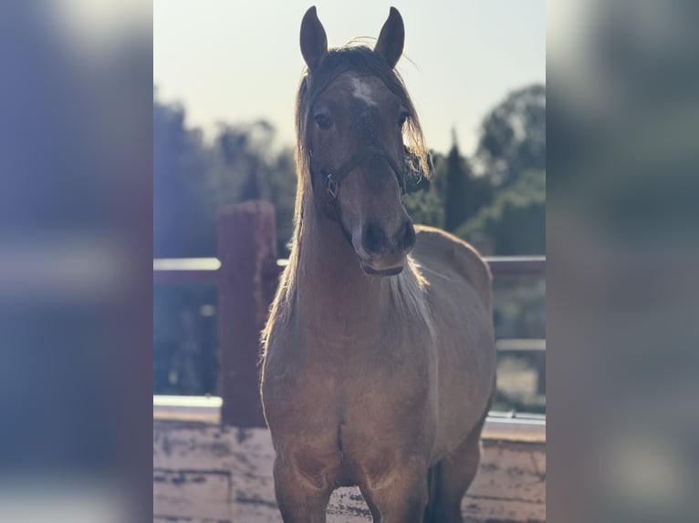 PRE Mix Stallion 3 years Grey in Fuendetodos PRE Mix Stallion 3 years Grey in Fuendetodos