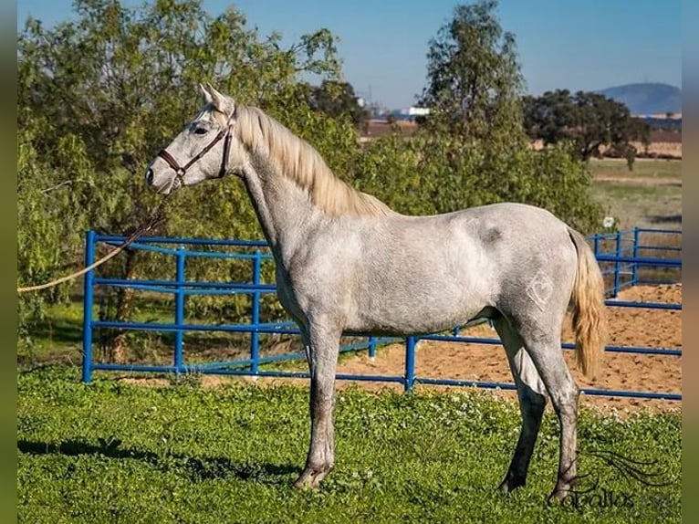 PRE Stallion 3 years Grey in Badajoz