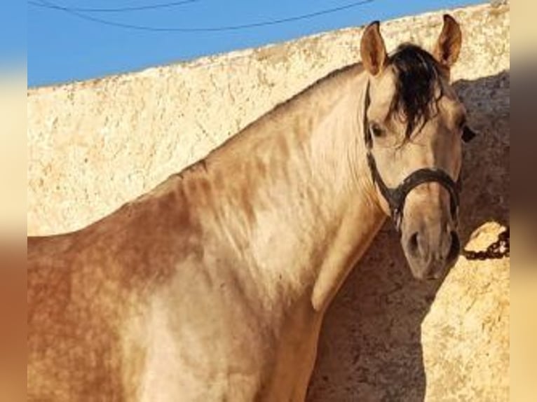 PRE Mix Stallion 3 years Overo-all-colors in Malaga