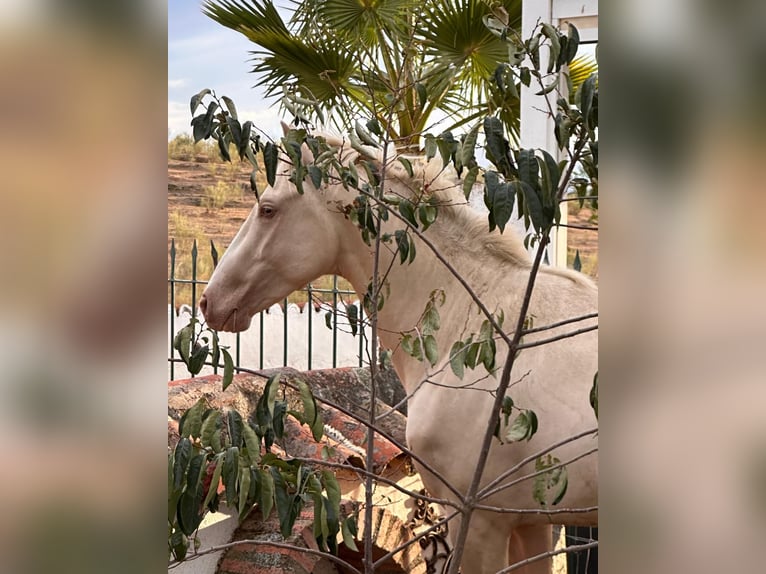 PRE Mix Stallion 3 years Perlino in Extremadura