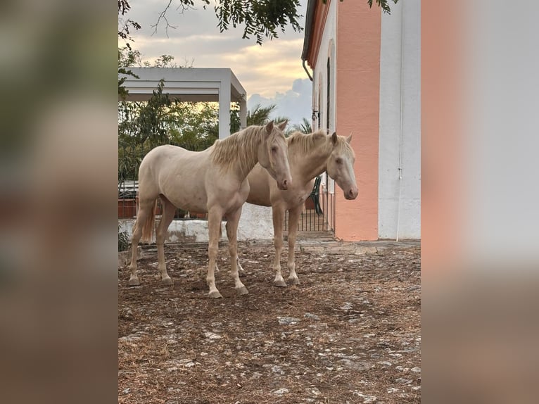 PRE Mix Stallion 3 years Perlino in Extremadura