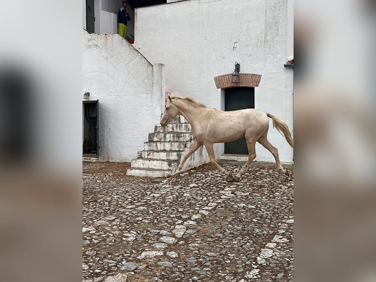 PRE Mix Stallion 3 years Perlino in Extremadura