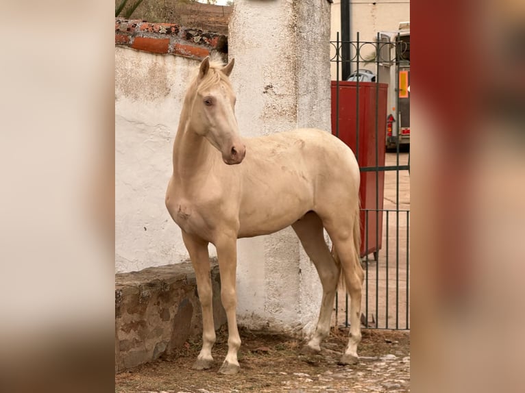 PRE Mix Stallion 3 years Perlino in Extremadura