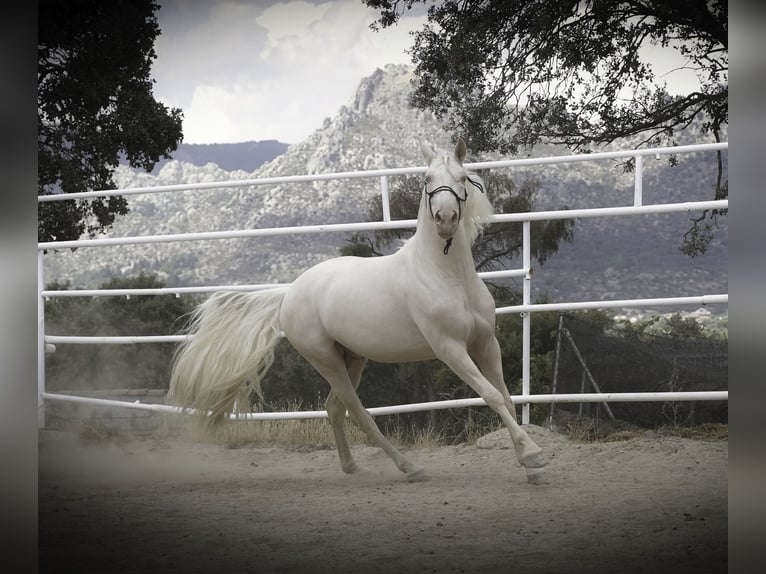 PRE Mix Stallion 4 years 14.1 hh Cremello in MADRID