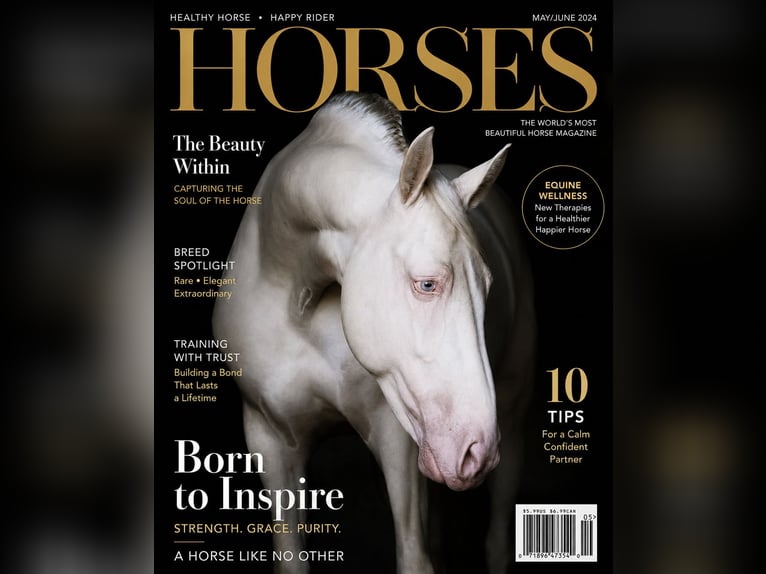 PRE Mix Stallion 4 years 14.1 hh Cremello in MADRID