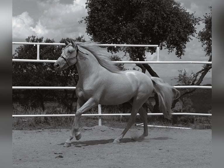PRE Mix Stallion 4 years 14.1 hh Cremello in MADRID