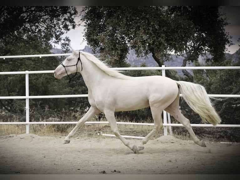 PRE Mix Stallion 4 years 14.1 hh Cremello in MADRID