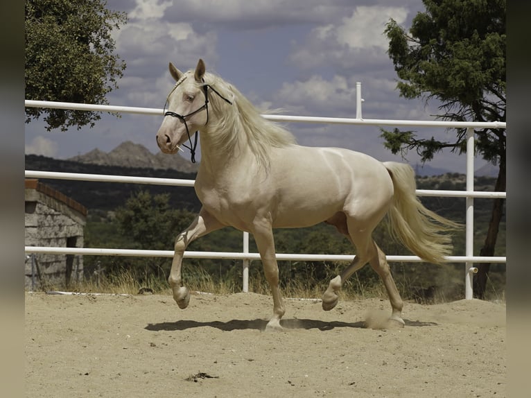 PRE Mix Stallion 4 years 14.1 hh Cremello in MADRID