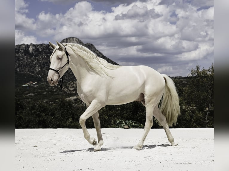 PRE Mix Stallion 4 years 14.1 hh Cremello in MADRID