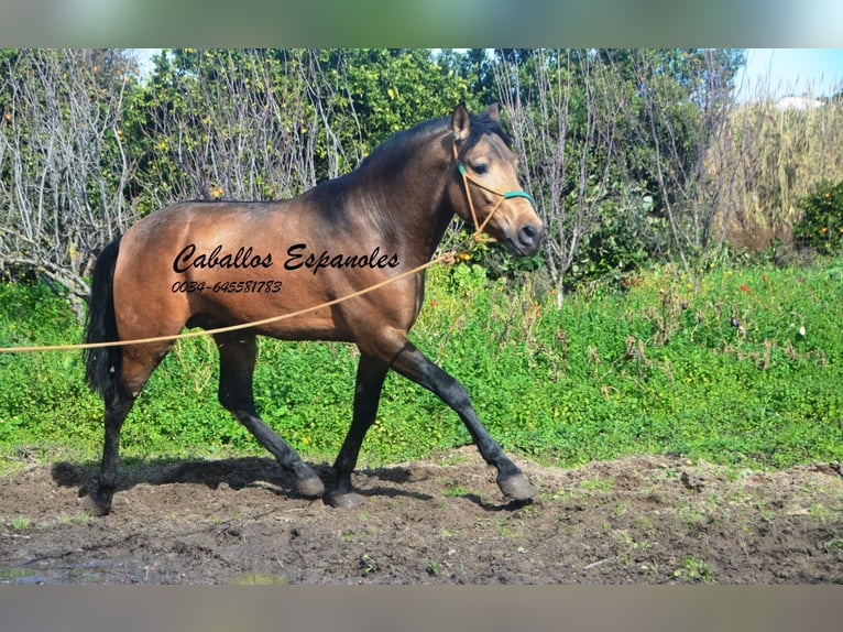 PRE Stallion 4 years 14.2 hh Buckskin in Vejer de la Frontera