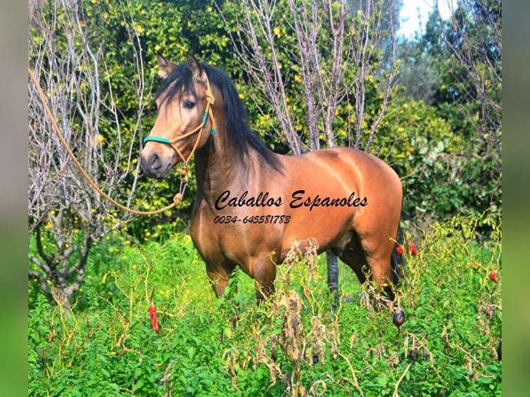 PRE Stallion 4 years 14.2 hh Buckskin in Vejer de la Frontera