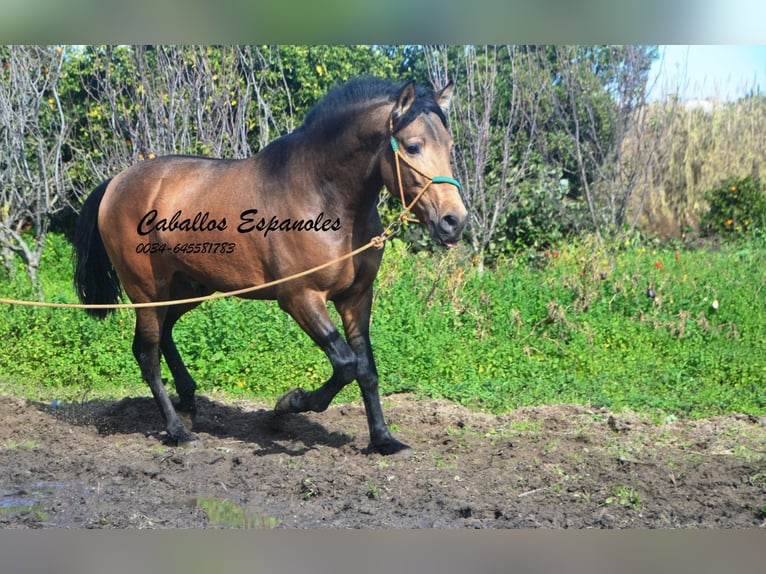 PRE Mix Stallion 4 years 14.2 hh Buckskin in Vejer de la Frontera