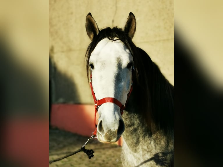 PRE Stallion 4 years 14,2 hh Gray in Marcinelle