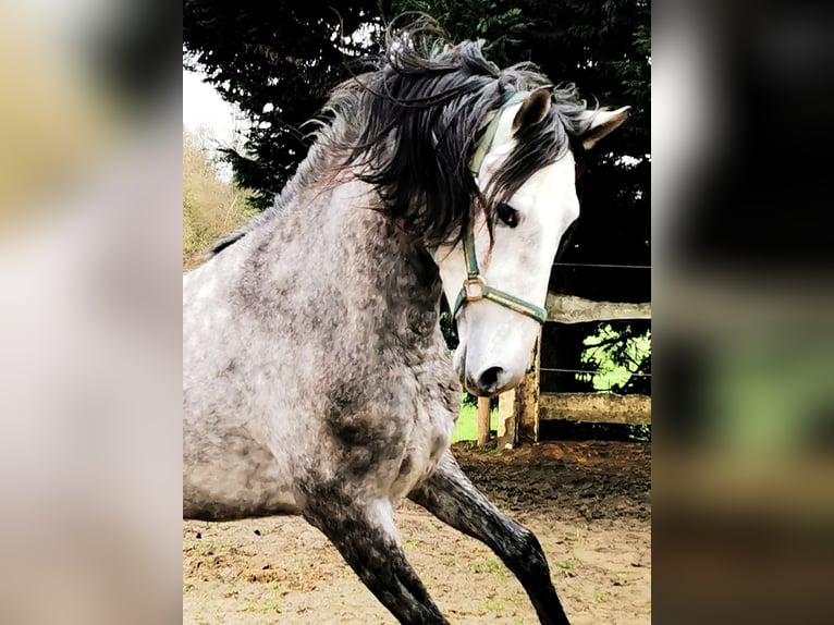 PRE Stallion 4 years 14,2 hh Gray in Marcinelle