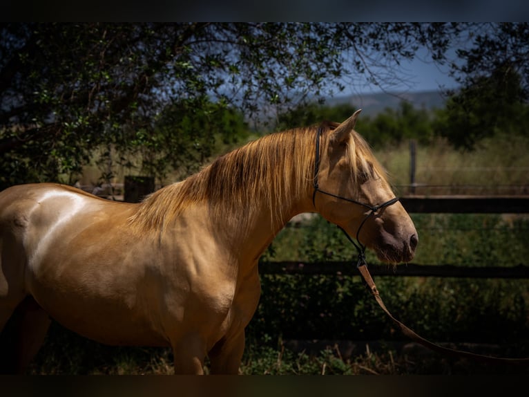 PRE Stallion 4 years 14.2 hh Pearl in Rafelguaraf
