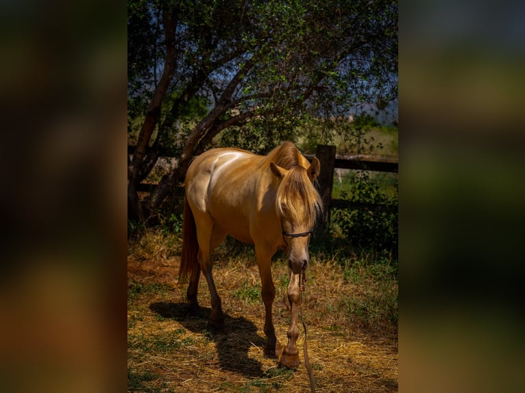 PRE Stallion 4 years 14.2 hh Pearl in Rafelguaraf