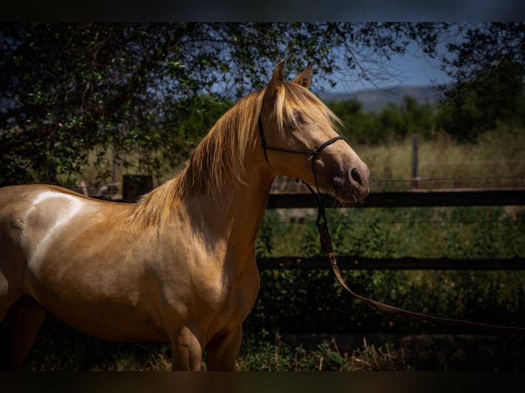PRE Stallion 4 years 14.2 hh Pearl in Rafelguaraf