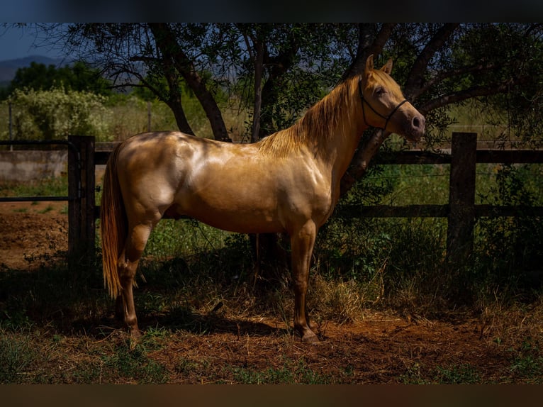 PRE Stallion 4 years 14.2 hh Pearl in Rafelguaraf