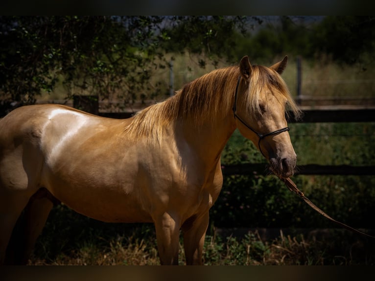 PRE Stallion 4 years 14.2 hh Pearl in Rafelguaraf