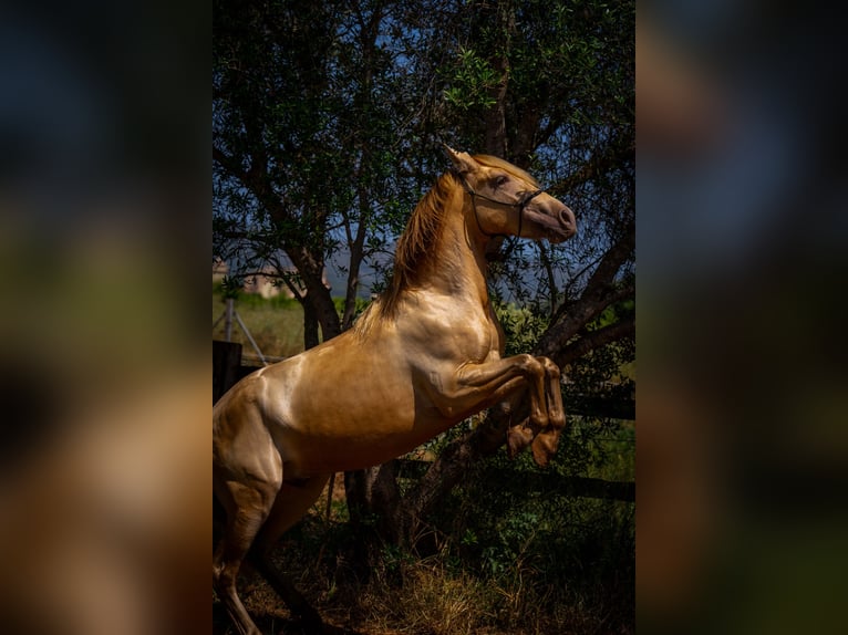PRE Stallion 4 years 14.2 hh Pearl in Rafelguaraf