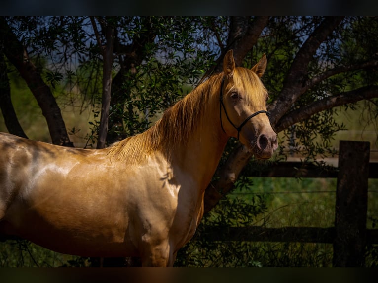 PRE Stallion 4 years 14.2 hh Pearl in Rafelguaraf