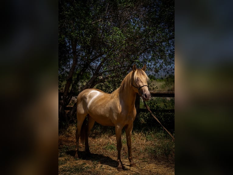 PRE Stallion 4 years 14.2 hh Pearl in Rafelguaraf