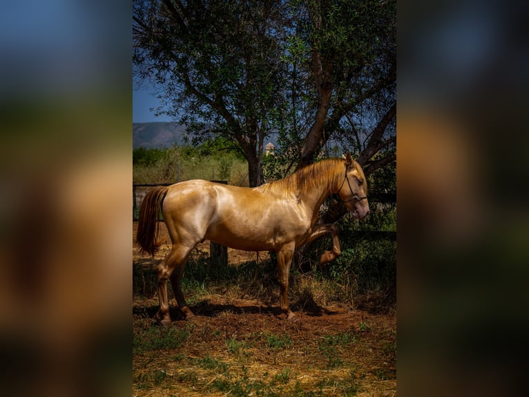PRE Stallion 4 years 14.2 hh Pearl in Rafelguaraf