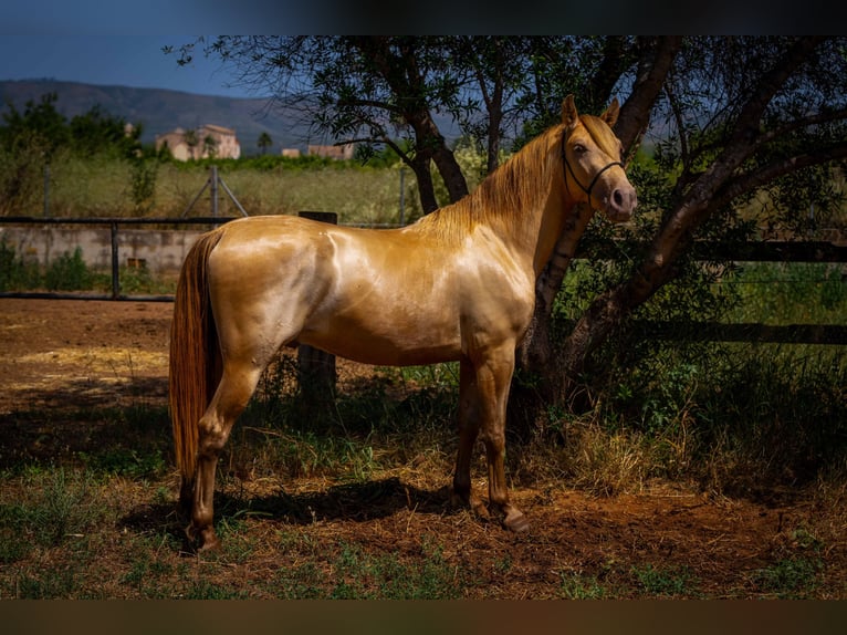 PRE Stallion 4 years 14.2 hh Pearl in Rafelguaraf