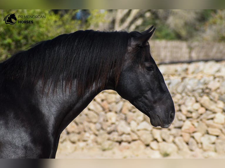 PRE Mix Stallion 4 years 14,3 hh Black in Menorca