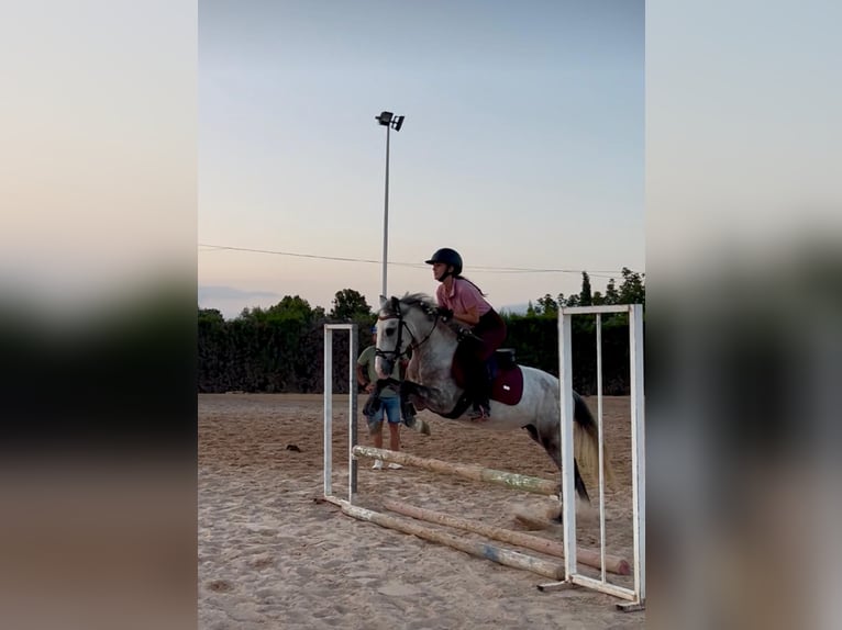PRE Mix Stallion 4 years 14 hh Grey in Montecolorado (Urbanizacion)