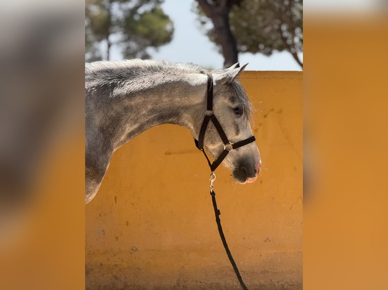 PRE Mix Stallion 4 years 14 hh Grey in Montecolorado (Urbanizacion)