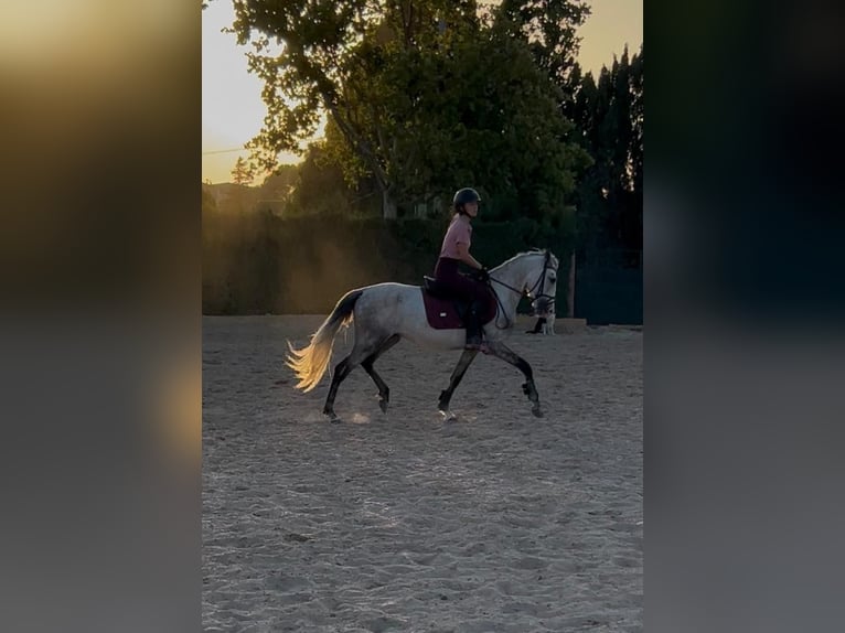PRE Mix Stallion 4 years 14 hh Grey in Montecolorado (Urbanizacion)