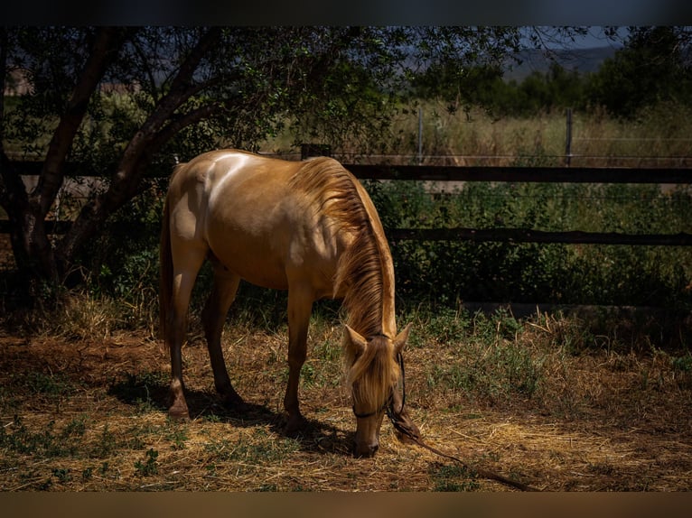 PRE Mix Stallion 4 years 14,2 hh Pearl in Rafelguaraf