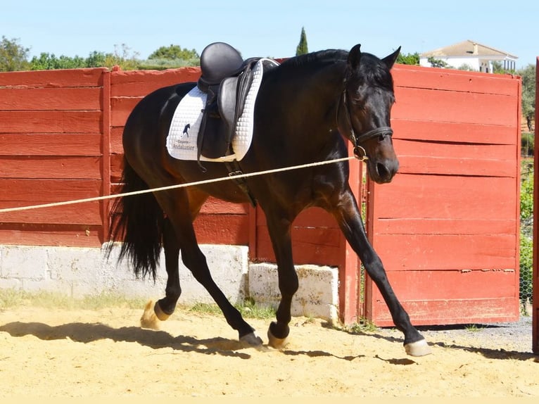 PRE Stallion 4 years 15.1 hh Bay-Dark in Provinz Malaga