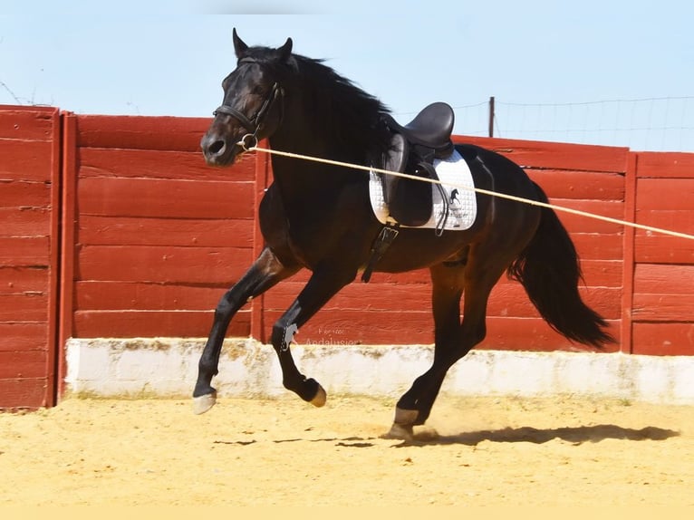 PRE Stallion 4 years 15.1 hh Bay-Dark in Provinz Malaga