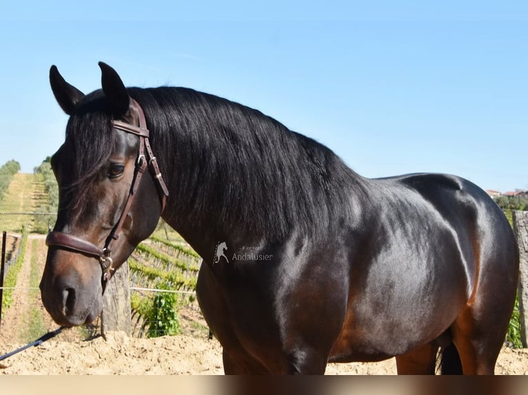 PRE Stallion 4 years 15.1 hh Bay-Dark in Provinz Malaga