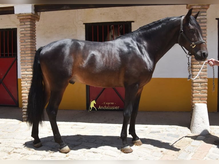 PRE Stallion 4 years 15.1 hh Bay-Dark in Provinz Malaga