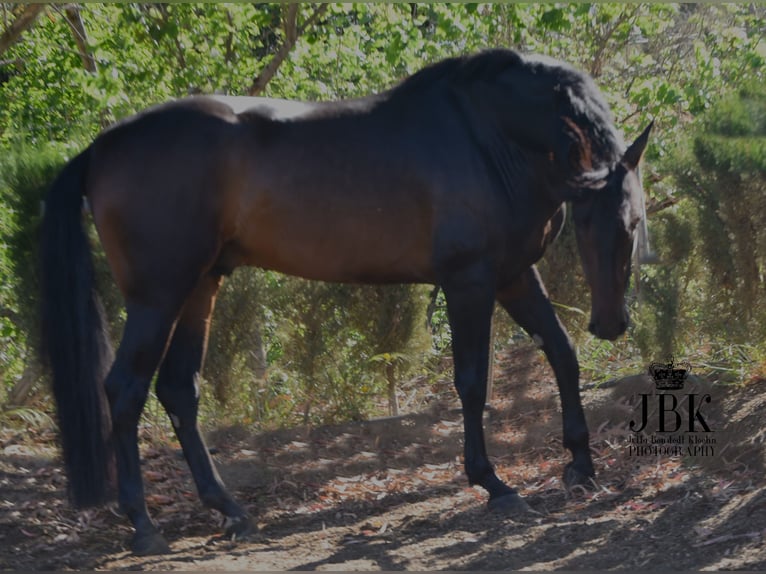 PRE Stallion 4 years 15,1 hh Bay-Dark in Tabernas Almeria