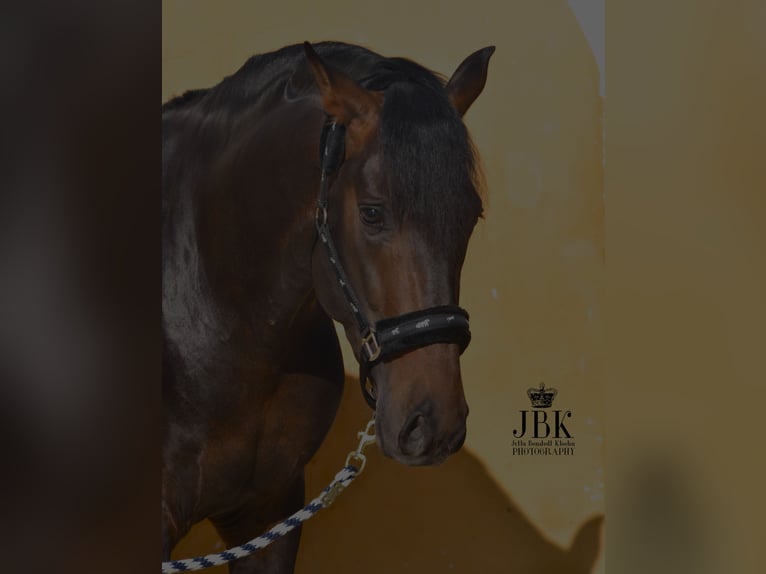 PRE Stallion 4 years 15,1 hh Bay-Dark in Tabernas Almeria