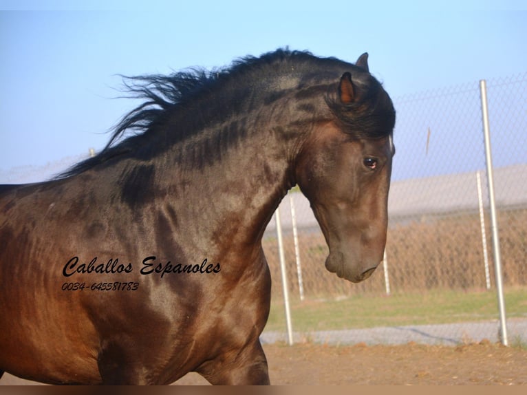PRE Stallion 4 years 15.1 hh Bay-Dark in Vejer de la Frontera