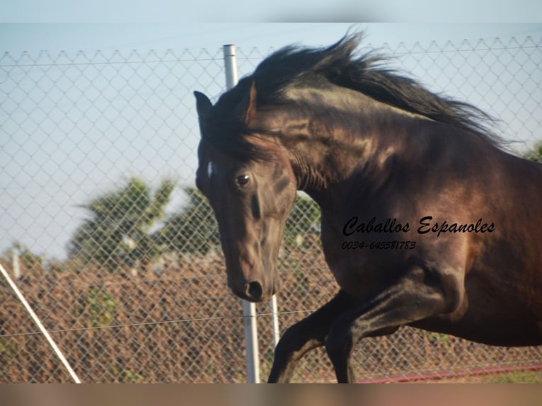 PRE Stallion 4 years 15.1 hh Bay-Dark in Vejer de la Frontera