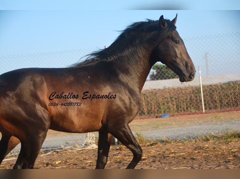 PRE Stallion 4 years 15.1 hh Bay-Dark in Vejer de la Frontera