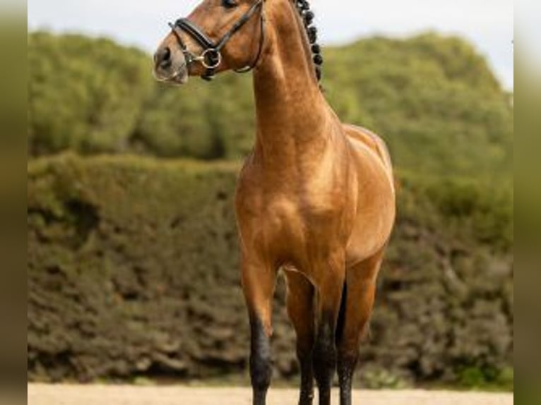 PRE Mix Stallion 4 years 15.1 hh Bay in Sevilla