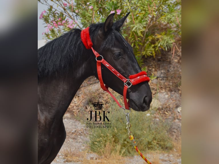 PRE Stallion 4 years 15,1 hh Black in Tabernas Almeria