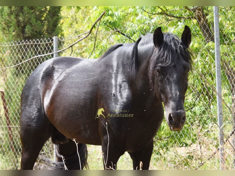 PRE Stallion 4 years 15.1 hh Black in Provinz Malaga